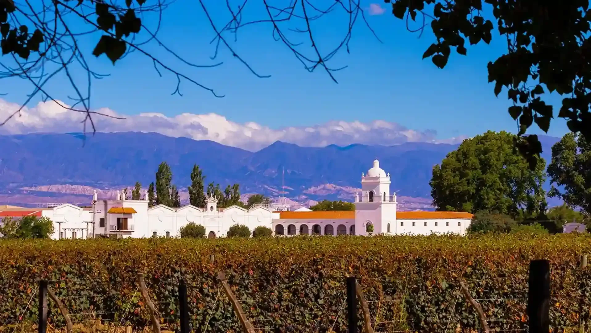 Mendoza Vineyard