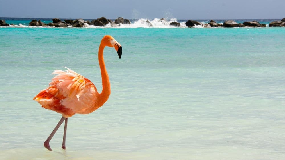 Aruba Verano 2026