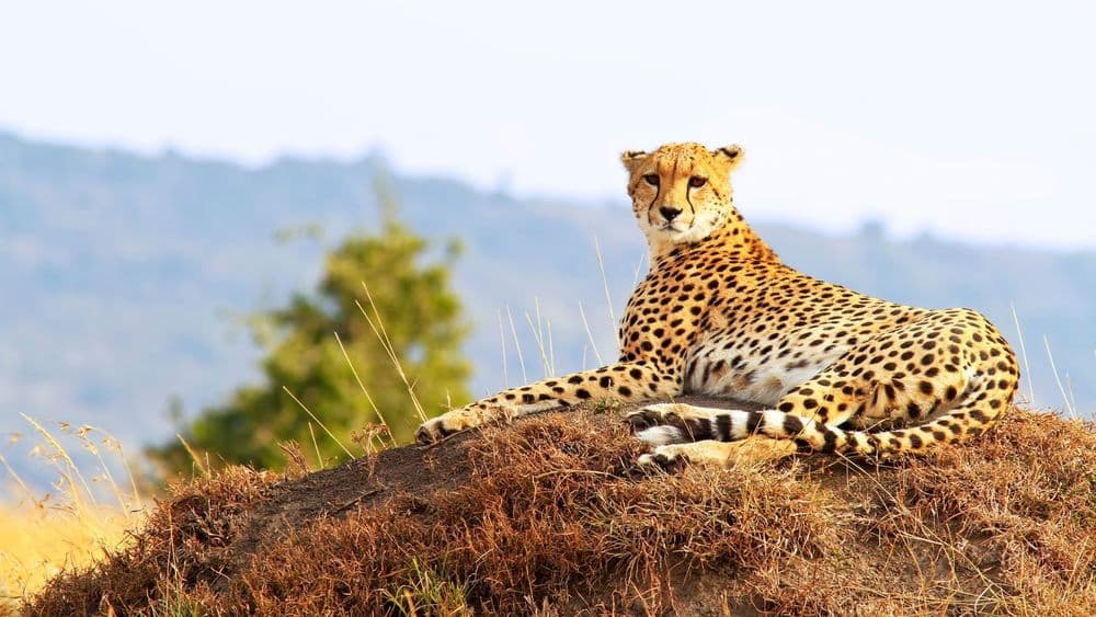 Kenia, Tanzania & Zanzíbar 