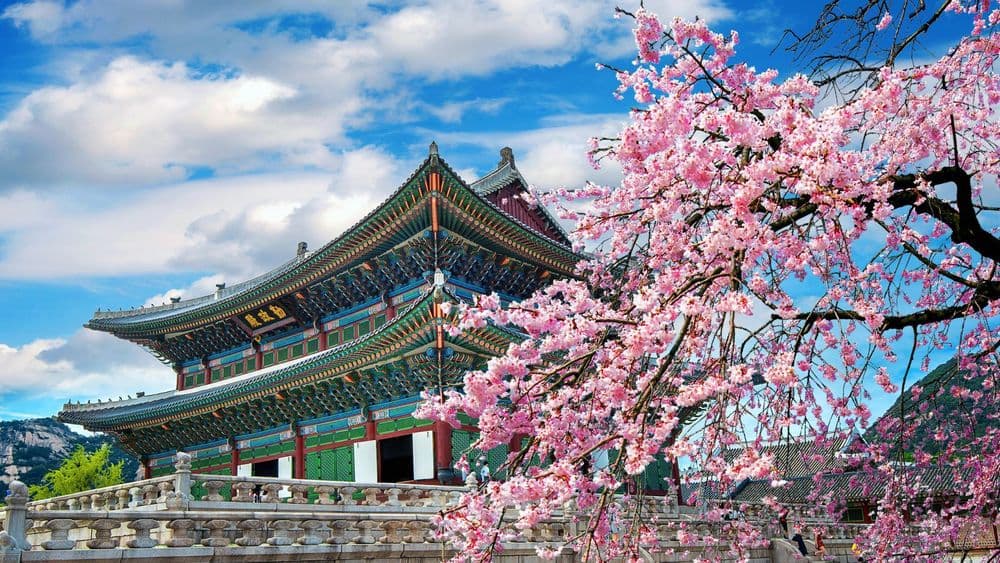 Corea & Japón Cherry Blossom