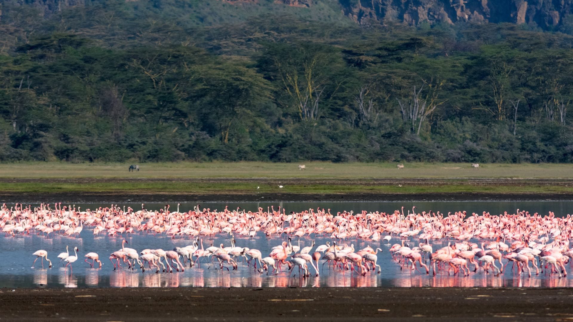 Lago Nakuru.jpg