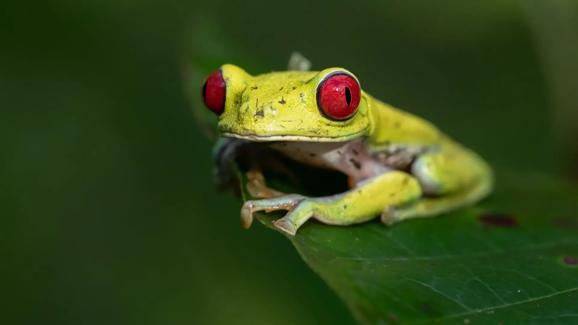 Tree Frog in Costa Rica.webp